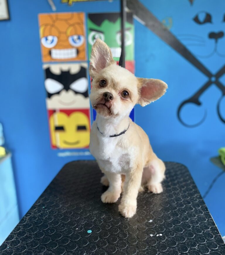 Imagen 25 09 25 a las 8.12 a.m 768x869